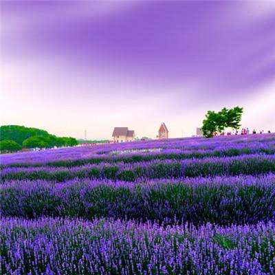 凤凰娱乐彩票官方版app网址